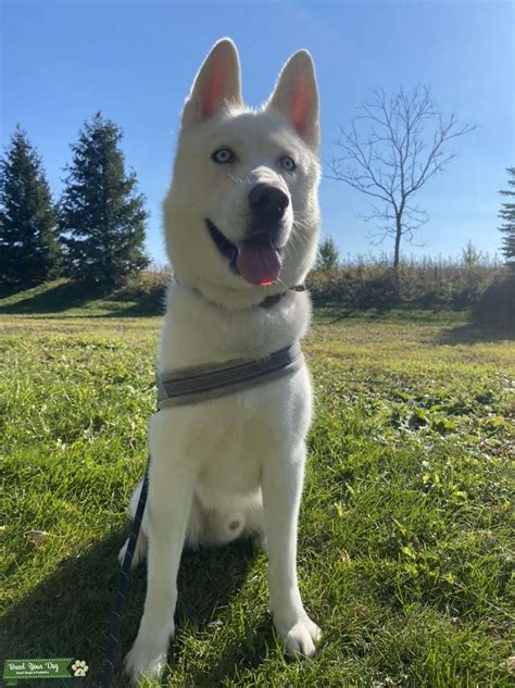 White Siberian Husky Blue Eyes - Stud Dog in Illinois , United States ...