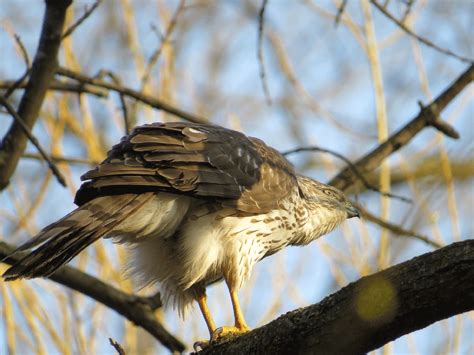 Cooper's Hawks — Susan Kirby