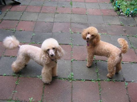 Miniature Poodle: Những chú Poodle cỡ nhỡ không lớn, không nhỏ, đầy cá ...