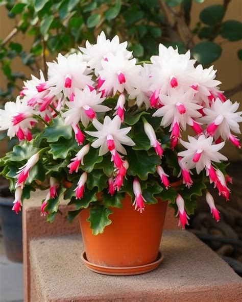 This plant is called ‘Christmas cactus.’ Here’s how to successfully ...