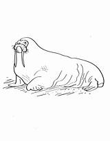 Walrus Coloring Pages To Download And Print For Free sketch template
