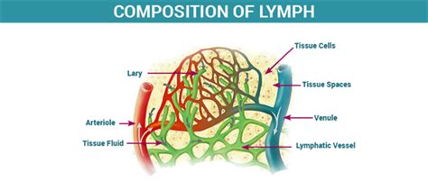 Composition of Lymph - Formation and Functions of Lymph