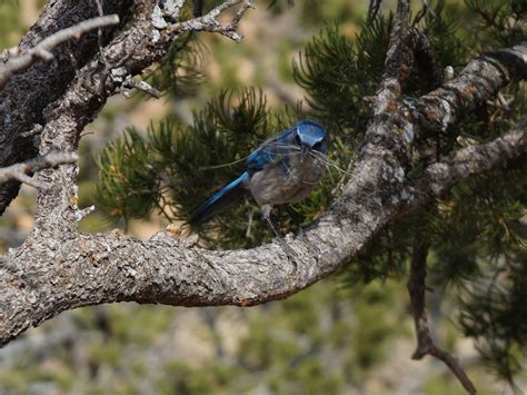 Scrub Jay Nesting (Behavior, Eggs + FAQs) | Birdfact