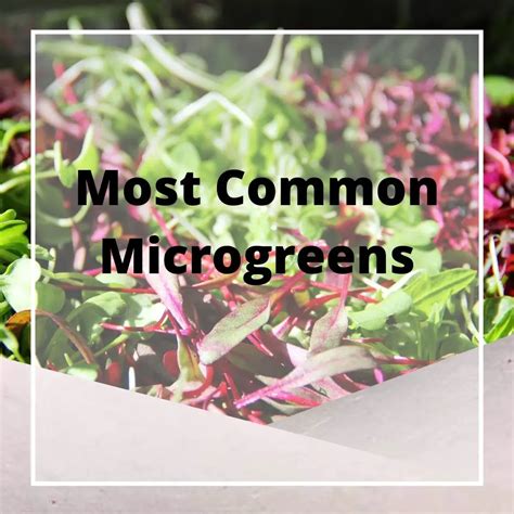 Most Common Microgreens - Types Of Microgreens