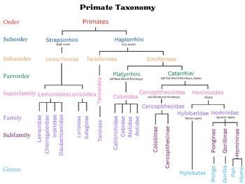 Primate Taxonomy Chart (24"x18")(Order-Genus) by Alexandra Kent | TPT