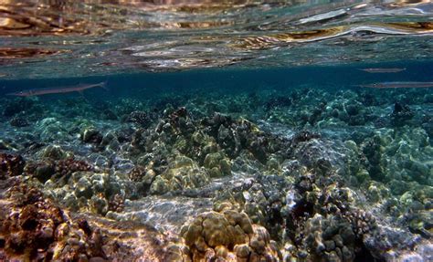 Snorkeling spots on Big Island of Hawaii | surf Kona