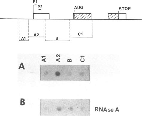 c-myc gene transcription in 18-81.5 cells Non-treated and RNAse-treated ...