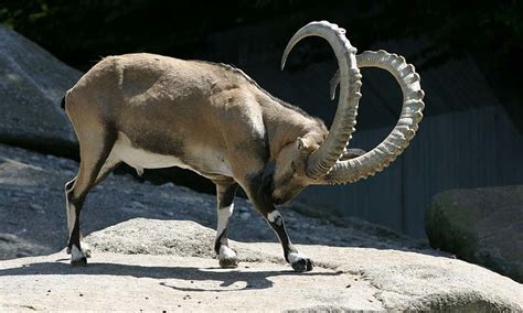 Ibex conservation in Chitral under threat - Pakistan - DAWN.COM