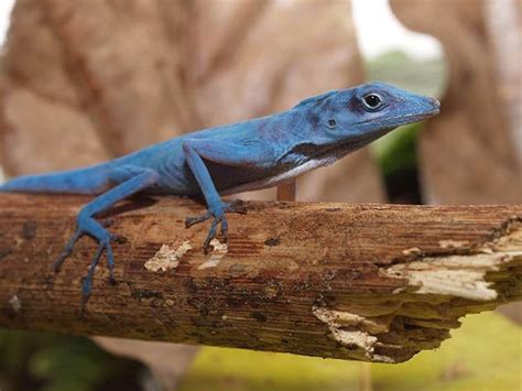Lagarto Azul de Gorgona | Anole, Lizard, Blue lizard