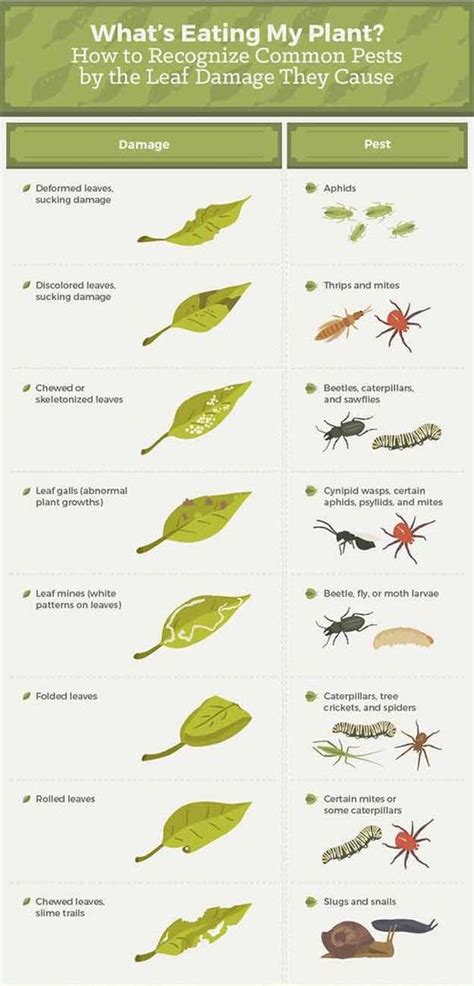 How to recognize common pests by the leaf damage they cause? # ...