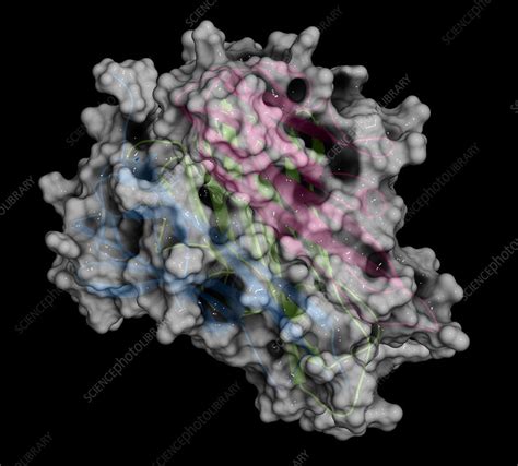 TNF alpha molecule, illustration - Stock Image - F019/2424 - Science Photo Library