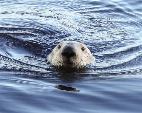 Sea Otter Swimming Photograph by Anthony Murphy