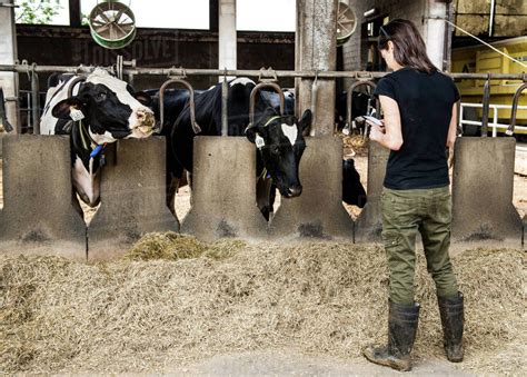 Female farmer looking at smartphone in organic dairy farm cow shed - Stock Photo - Dissolve