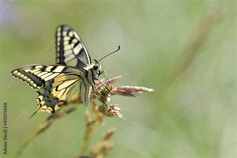 Schmetterlinge Falter Stock Photo | Adobe Stock