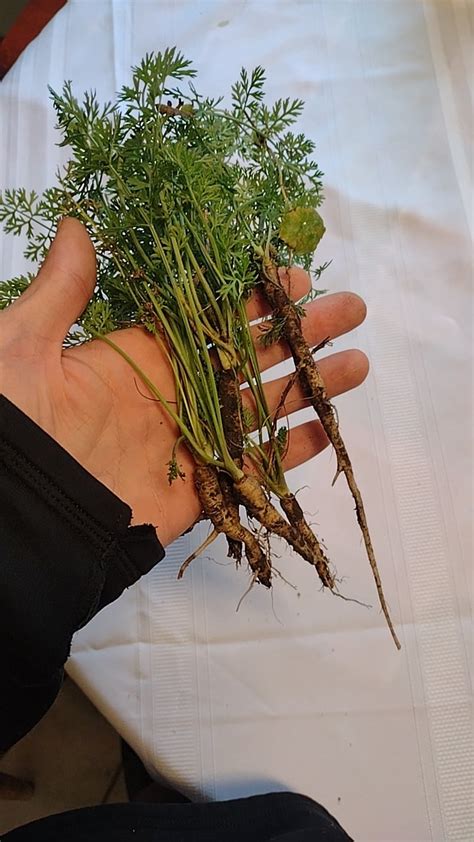 wild carrots? found it backyard...ok to eat? : r/foraging