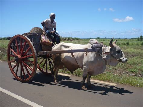 MAURITIUS ISLAND - Ile Maurice: Charette Boeuf - OX Cart