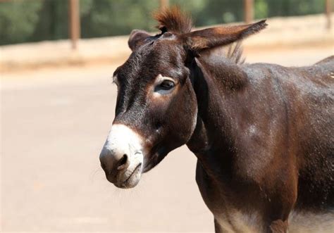 Mule - A-Z Animals