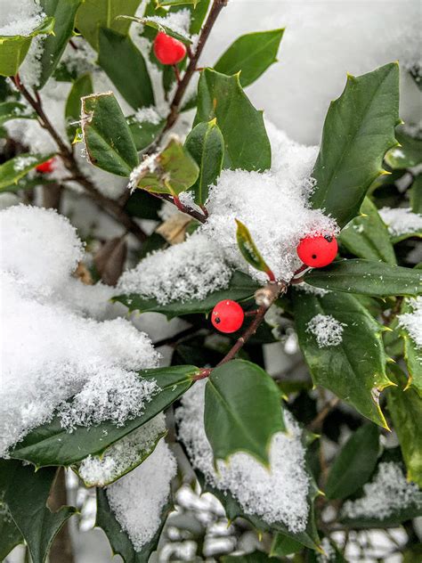 Holly Tree in the Snow Photograph by Justin Bittner - Fine Art America