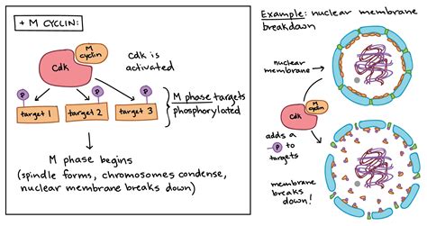 In The Diagram Which Panel Shows Events Occurring During Anaphase ...