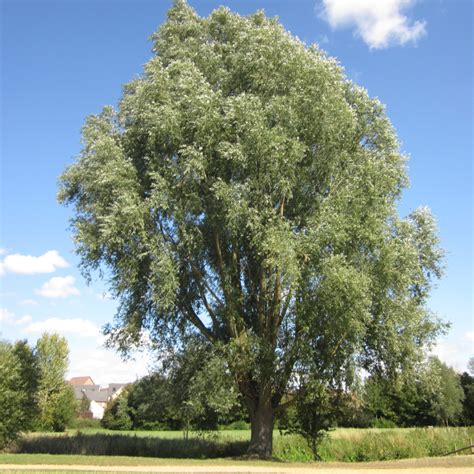 Willows - Tree Guide UK - Willow trees identification