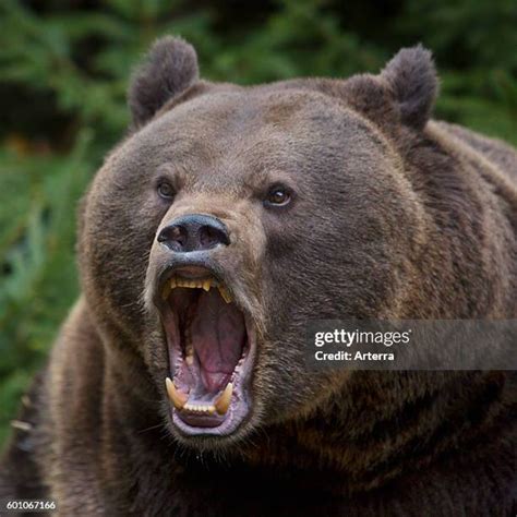 308 Bear Growling Stock Photos, High-Res Pictures, and Images - Getty Images