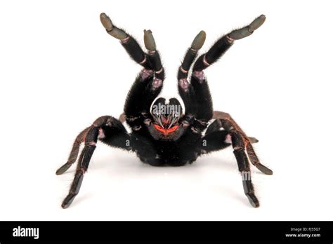 Indian violet tarantula (Chilobrachys fimbriatus), in defense posture ...