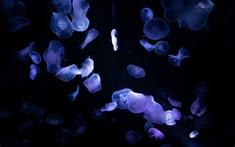 Jellyfishes Wallpaper 4K, 8K, Underwater, Deep ocean, Dark