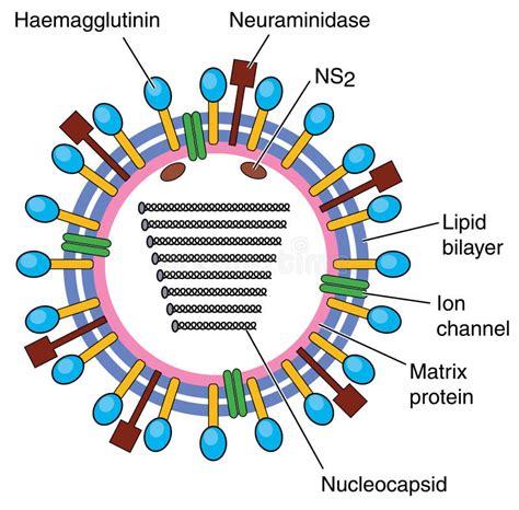 Diagram of flu virus stock vector. Illustration of influenza - 54907936