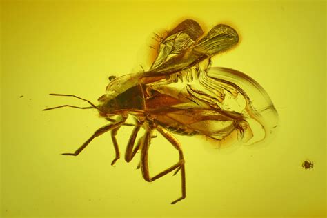 Rare Fossil True bug (Heteroptera) & Mite (Acari) In Baltic Amber ...