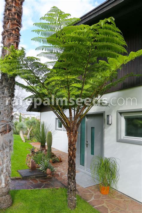 Cyathea cooperi – Scaly Tree Fern – Buy seeds at rarepalmseeds.com