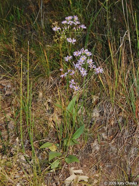 Symphyotrichum oolentangiense (Sky-blue Aster): Minnesota Wildflowers