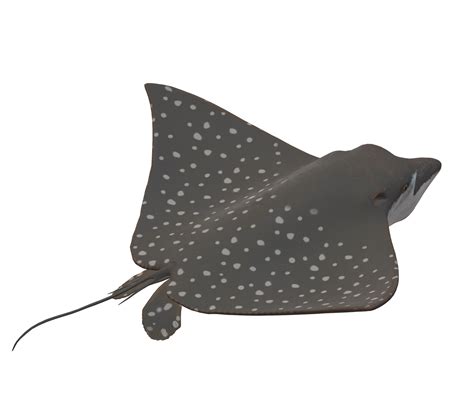 Stingray Fish isolated on a Transparent Background 24063811 PNG