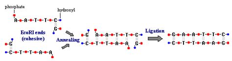 Ligation reaction t4 ligase inactivation – Telegraph