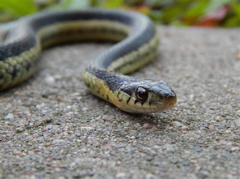 Decoding The Serpent - Michigan Snakes At Huron County Nature Center