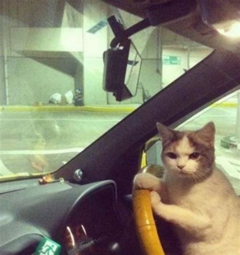 Driving cat Memes - Imgflip