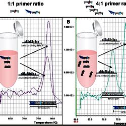 Assay optimization by altering the primer ratios.