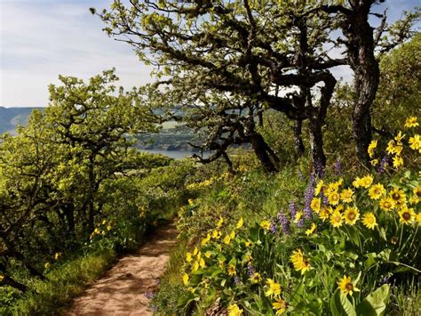 15 EPIC Hikes in the Columbia Gorge (For All Skill Levels)