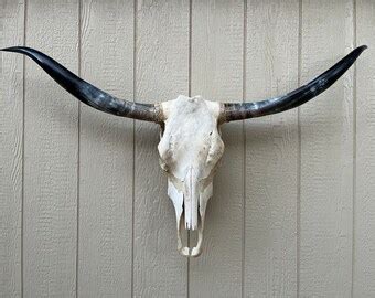 Longhorn Steer Skull With 5 Feet 4 Inch Wide Polished Horns - Etsy