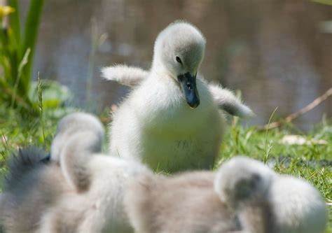 From Ugly Duckling to Beautiful Swan | The Glass House