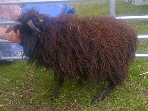 Wool - Tribulations of Hand Spinning and Herbal Dyeing: Hand Spinning a ...