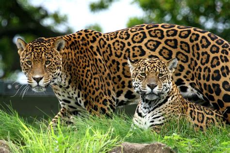 10 Enthralling Jaguar Facts