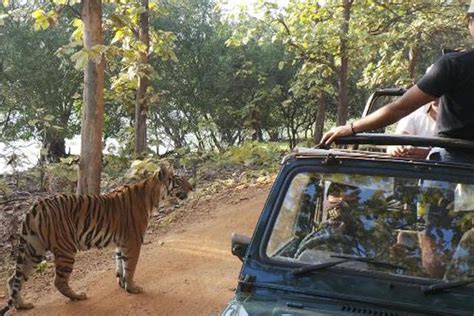 Tiger Safari In Tadoba National Park - Tadoba Tiger safari is not limited to just seeing tigers ...