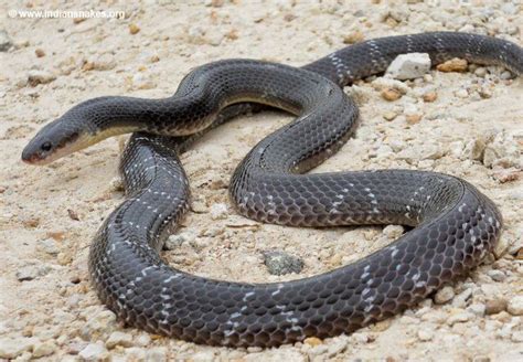 Common Krait | Snakes | Pinterest | Snake, Animal conservation, Snake venom