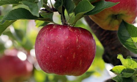 Buy Apple Red Delicious, Grafted Apple Fruit Tree (Malus domestica)