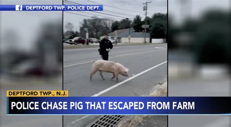 Pig named Albert Einswine leads New Jersey police on chase