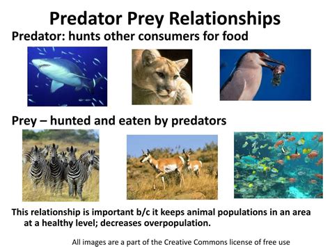 PPT - Predator Prey Relationships PowerPoint Presentation, free ...