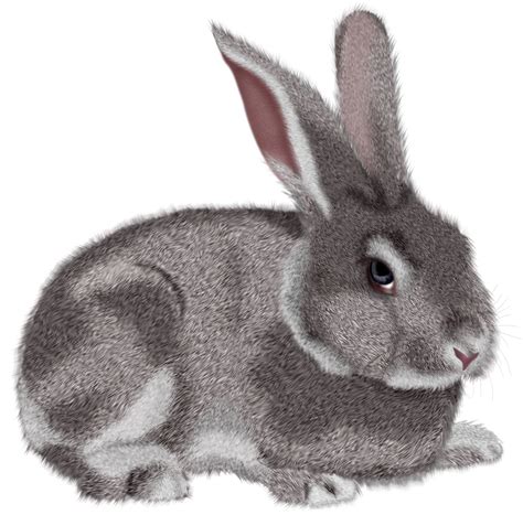 Bunny free rabbits clipart free clipart graphics images and photos 2 - Clipartix