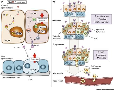 RANKL Signaling and ErbB Receptors in Breast Carcinogenesis: Trends in ...