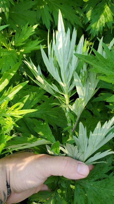 Mugwort: Identification, Uses, and Preparations — The Wild Within Healing