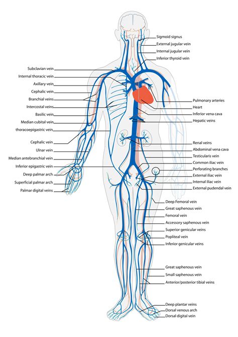 Veins And Arteries Heart